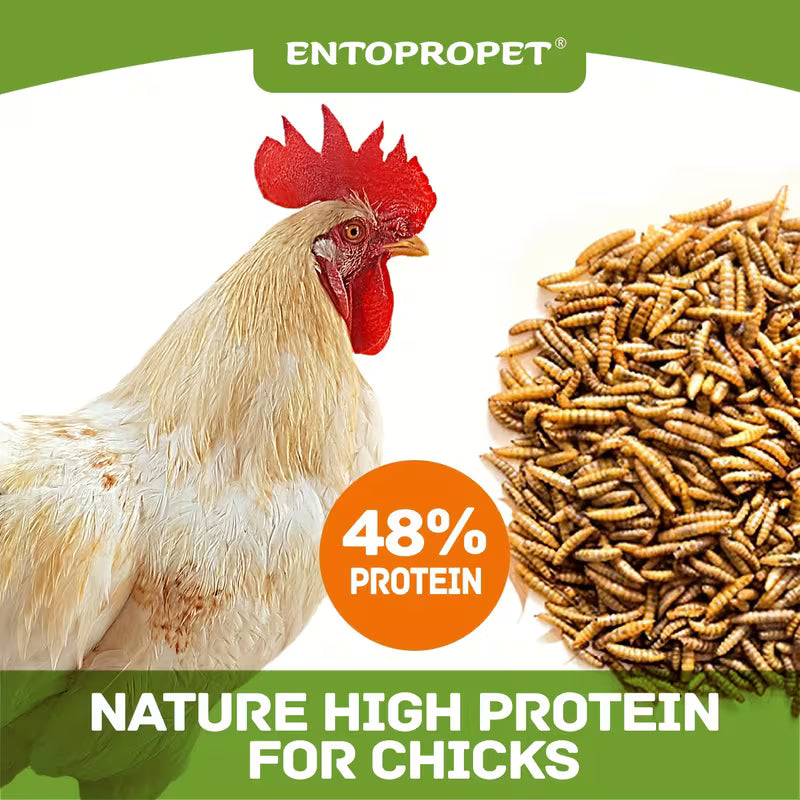 10lbs Dried Black Soldier Fly Larvae - More Calcium And Richer Protein Than MealWorms, Non-GMO, Treat for Chickens, Ducks, Birds